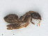  (Lasius neglectus - RMNH.INS.549775)  @13 [ ] CreativeCommons - Attribution Non-Commercial Share-Alike (2013) Unspecified Naturalis Biodiversity Center