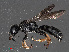 (Crabro scutellatus - RMNH.INS.543473)  @15 [ ] CreativeCommons - Attribution Non-Commercial Share-Alike (2013) Unspecified Naturalis Biodiversity Center