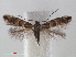  (Phyllonorycter stettinensis - RMNH.INS.538480)  @15 [ ] Unspecified (default): All Rights Reserved  Unspecified Unspecified
