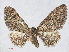 (Eupithecia abbreviata - RMNH.INS.538576)  @15 [ ] CreativeCommons - Attribution Non-Commercial Share-Alike (2014) Unspecified Naturalis, Biodiversity Centre