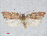  (Acleris rhombana - RMNH.INS.539100)  @14 [ ] CreativeCommons - Attribution Non-Commercial Share-Alike (2014) Unspecified Naturalis, Biodiversity Centre