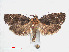  ( - RMNH.INS.544413)  @14 [ ] CreativeCommons - Attribution Non-Commercial Share-Alike (2012) Unspecified Naturalis, Biodiversity Centre