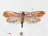  (Tinea semifulvella - RMNH.INS.544506)  @15 [ ] CreativeCommons - Attribution Non-Commercial Share-Alike (2012) Unspecified Naturalis, Biodiversity Centre