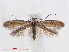  (Aspilapteryx tringipennella - RMNH.INS.538796)  @14 [ ] Unspecified (default): All Rights Reserved  Unspecified Unspecified