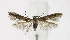  (Sorhagenia lophyrella - KBE 2019332)  @14 [ ] Creative Commons  Attribution Non-Commercial Share-Alike (2019) Kai Berggren NTNU University Museum, Department of Natural History