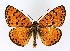  (Melitaea didyma - KBE 2019448)  @15 [ ] Creative Commons  Attribution Non-Commercial Share-Alike (2019) Kai Berggren NTNU University Museum, Department of Natural History