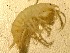  (Gammarus zaddachi - RMNH.5012334)  @11 [ ] CreativeCommons - Attribution Non-Commercial Share-Alike (2018) Unspecified Naturalis Biodiversity Center