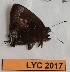  ( - CF-LYC-2017)  @11 [ ] by-nc-sa (2023) MNHN MNHN, Paris