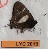  ( - CF-LYC-2018)  @11 [ ] by-nc-sa (2023) MNHN MNHN, Paris