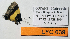  ( - CF-LYC-639)  @12 [ ] CreativeCommons - Attribution Non-Commercial Share-Alike (2015) C. FAYNEL MNHN, Paris