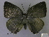  (Thereus calthaCF - CF-LYC-750)  @14 [ ] CreativeCommons - Attribution (2016) CBG Photography Group Centre for Biodiversity Genomics
