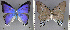  (Pseudolycaena nellyae - CF-LYC-951)  @11 [ ] CreativeCommons - Attribution Non-Commercial Share-Alike (2019) C. FAYNEL MNHN, Paris