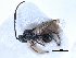  ( - BIOUG27740-A12)  @14 [ ] CreativeCommons - Attribution (2016) CBG Photography Group Centre for Biodiversity Genomics