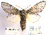  (Peridea korbi - BC_SB_Lep_0037)  @15 [ ] CreativeCommons - Attribution (2010) Gergin Blagoev, Centre for Biodiversity Genomics Centre for Biodiversity Genomics