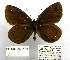  (Erebia melas hercegovinensis - BC_SB_Lep_0168)  @13 [ ] CreativeCommons - Attribution (2010) Gergin Blagoev, Centre for Biodiversity Genomics Centre for Biodiversity Genomics