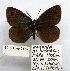  (Erebia melas carpathicola - BC_SB_Lep_0176)  @13 [ ] CreativeCommons - Attribution (2010) Gergin Blagoev, Centre for Biodiversity Genomics Centre for Biodiversity Genomics