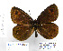  (Erebia melas runcensis - BC_SB_Lep_0182)  @13 [ ] CreativeCommons - Attribution (2010) Gergin Blagoev, Centre for Biodiversity Genomics Centre for Biodiversity Genomics