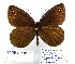  (Erebia melas ssp - BC_SB_Lep_0185)  @14 [ ] CreativeCommons - Attribution (2010) Gergin Blagoev, Centre for Biodiversity Genomics Centre for Biodiversity Genomics