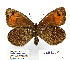  (Erebia melas schawerdai - BC_SB_Lep_0186)  @14 [ ] CreativeCommons - Attribution (2010) Gergin Blagoev, Centre for Biodiversity Genomics Centre for Biodiversity Genomics