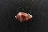  (Diminovula bimaculata - NMSC_0088)  @13 [ ] Copyright  Steve Smith National Marine Science Centre