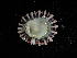  (Siphonaria denticulata - NMSC_0056)  @13 [ ] Copyright  Steve Smith National Marine Science Centre