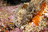  (Erronea caurica - NMSC_0064)  @11 [ ] Copyright  Steve Smith National Marine Science Centre