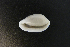  (Procalpurnus lacteus - NMSC_0120)  @11 [ ] Copyright  Steve Smith National Marine Science Centre