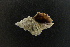  (Lepsiela reticulata - NMSC_0124)  @11 [ ] Copyright  Steve Smith National Marine Science Centre