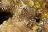  (Emarginula dilecta - NMSC_0145)  @13 [ ] Copyright  Steve Smith National Marine Science Centre