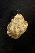  (Cymatium labiosum - NMSC_0262)  @13 [ ] Copyright  Steve Smith National Marine Science Centre