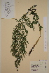  (Athyrium - AJK_0012)  @14 [ ] CreativeCommons - Attribution Non-Commercial Share-Alike (2012) Unspecified Tromso University Museum