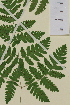  (Gymnocarpium continentale - AJK_0062)  @13 [ ] CreativeCommons - Attribution Non-Commercial Share-Alike (2012) Unspecified Tromso University Museum