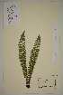  (Polystichum - AJK_0094)  @14 [ ] CreativeCommons - Attribution Non-Commercial Share-Alike (2012) Unspecified Tromso University Museum