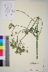  (Heracleum persicum sphondylium sibiricum - TROM_V_962289_sg)  @11 [ ] CreativeCommons - Attribution Non-Commercial Share-Alike (2014) Unspecified Tromso University Museum