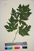  (Heracleum persicum sphondylium sibiricum - TROM_V_962289_sg)  @11 [ ] CreativeCommons - Attribution Non-Commercial Share-Alike (2014) Unspecified Tromso University Museum