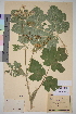 (Heracleum sphondylium sphondylium - TROM_V_114793_sg)  @11 [ ] CreativeCommons - Attribution Non-Commercial Share-Alike (2014) Unspecified Tromso University Museum