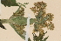  (Heracleum sphondylium - TROM-V-70334)  @11 [ ] CreativeCommons - Attribution Non-Commercial Share-Alike (2014) Unspecified Tromso University Museum