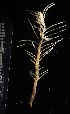  (Cladocarpus - NOAH0012)  @11 [ ] by-nc-sa (2024) Joan J. Soto-Angel University Museum of Bergen, Natural History Collections