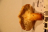  (Cantharellus pallens - TROM-F-17477)  @11 [ ] CreativeCommons - Attribution Non-Commercial Share-Alike (2017) Unspecified Tromsø University Museum