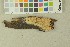  (Mycoacia sp - O-F-203726)  @11 [ ] by-nc-sa (2016) Unspecified University of Oslo, Natural History Museum