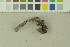  (Craterellus cornucopioides - O-F-203845)  @11 [ ] by-nc-sa (2016) Unspecified University of Oslo, Natural History Museum
