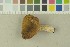  (Russula citrinochlora - O-F-203866)  @11 [ ] by-nc-sa (2016) Unspecified University of Oslo, Natural History Museum
