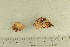  (Cantharellus friesii - O-F-248564)  @11 [ ] by-nc-sa (2022) Unspecified University of Oslo, Natural History Museum