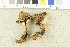  (Hemipholiota sp - O-F-249457)  @11 [ ] CreativeCommons - Attribution Non-Commercial Share-Alike (2017) Unspecified University of Oslo, Natural History Museum