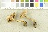  (Cortinarius pseudoarcuatorum - O-F-253005)  @11 [ ] CreativeCommons - Attribution Non-Commercial Share-Alike (2017) Unspecified University of Oslo, Natural History Museum