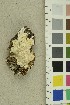 (Skeletocutis chrysella - O-F-254253)  @11 [ ] CreativeCommons - Attribution Non-Commercial Share-Alike (2018) Unspecified University of Oslo, Natural History Museum