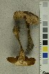  (Cortinarius semiodoratus - O-F-255625)  @11 [ ] CreativeCommons - Attribution Non-Commercial Share-Alike (2019) Unspecified University of Oslo, Natural History Museum