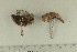  (Cortinarius simulatus - O-F-258389)  @11 [ ] by-nc-sa (2021) Unspecified University of Oslo, Natural History Museum
