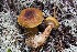  (Cortinarius phrygianus - O-F-258592)  @11 [ ] by-nc-sa (2021) Unspecified University of Oslo, Natural History Museum