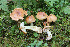  (Cortinarius citrinoolivaceus - O-F-258608)  @11 [ ] by-nc-sa (2021) Unspecified University of Oslo, Natural History Museum